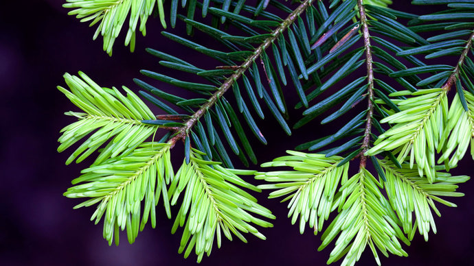 Western hemlock needles with new growth close-up