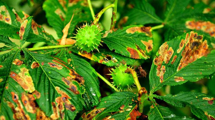 Horse Chestnut Leave Miner damage