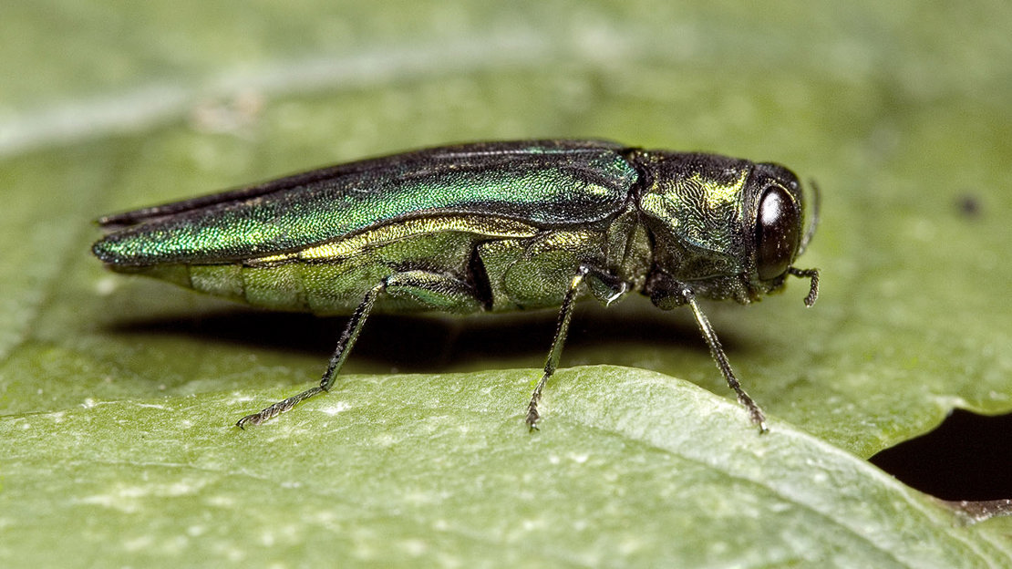 New Project Targets Invasive Pest Threatening Northern Ireland's Native Ash Trees