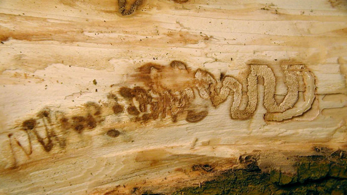 Typical ‘S’ shaped gallery 4th instar Emerald ash borer larva