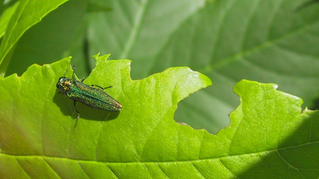 Emerald Ash Borer (Agrilus planipennis) - Woodland Trust