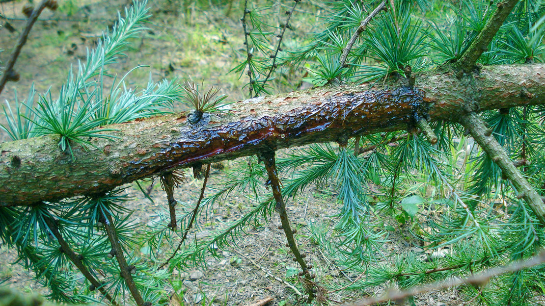 Resin bleeds from bark lesions, Phytophthora Ramorum
