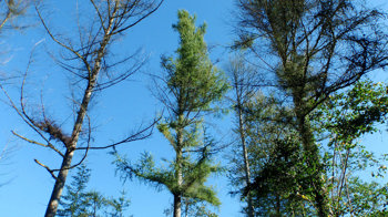 Phytophthora Ramorum causing dieback of Japanese larch