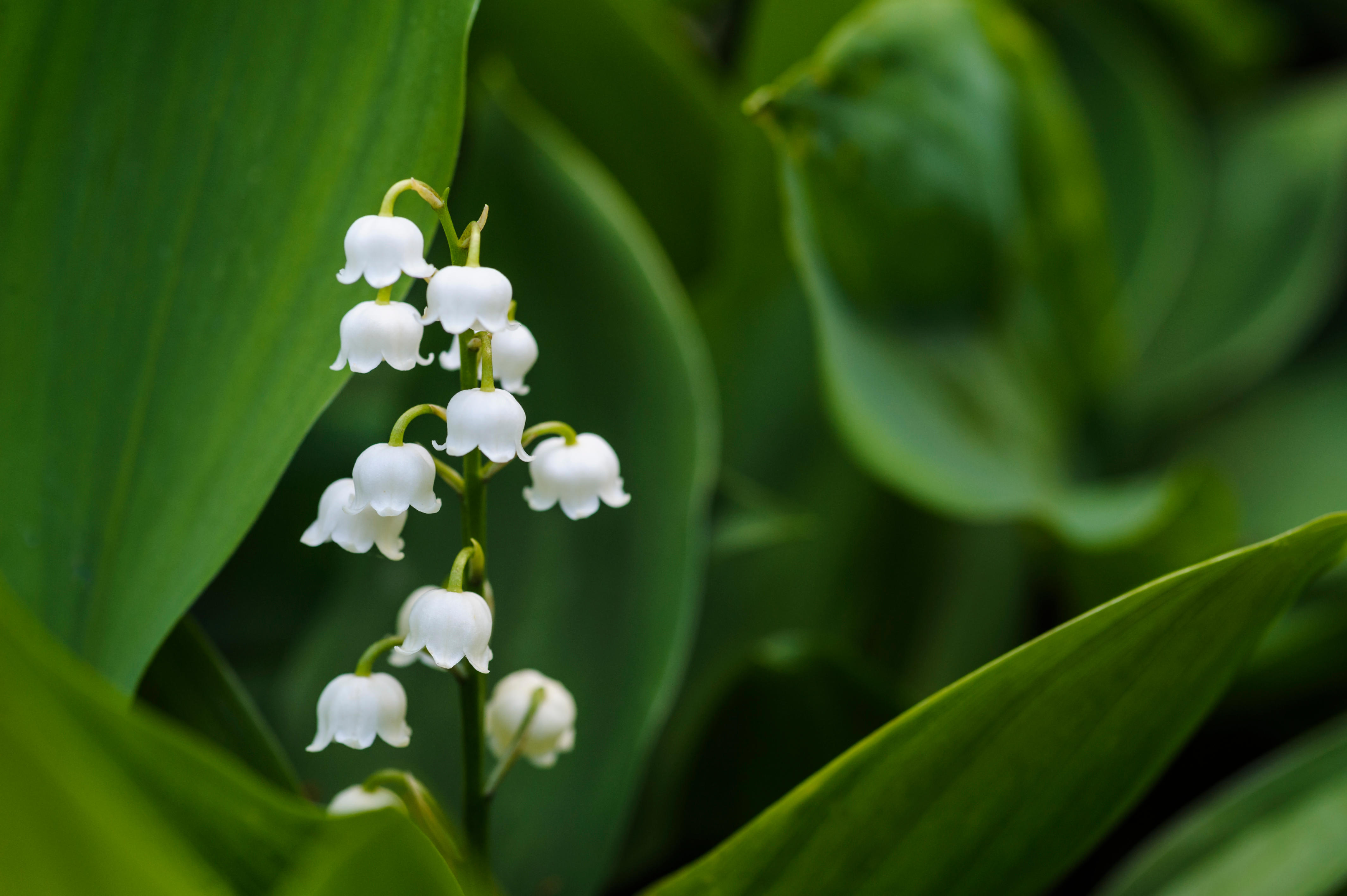 Lily-of-the-valley (Convallaria majalis) - Woodland Trust