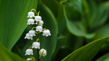 Lily of the valley flowers