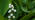 Lily of the valley flowers