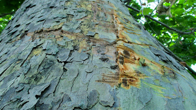 Dead and healthy bark of a Plane tree affected by Plane wilt