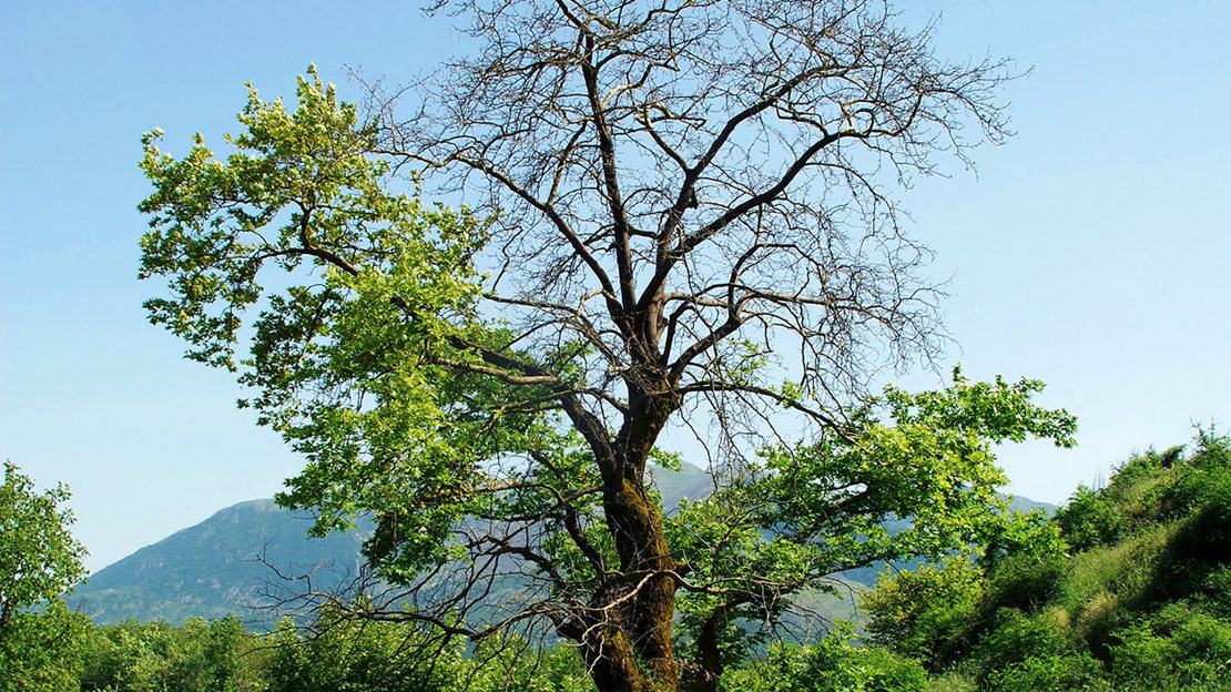 Plane wilt affecting Plane tree