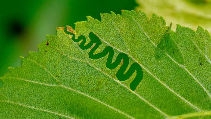 Elm zig-zag sawfly larva feeding trail