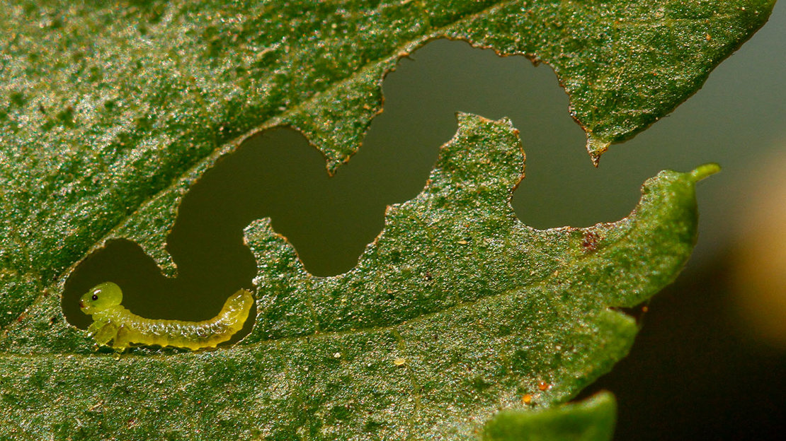Scizeau Insect Elm Zig-Zag Sawfly (Aproceros leucopoda) - Woodland Trust