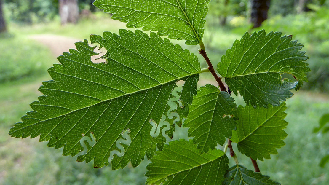 Scizeau Insect Elm Zig-Zag Sawfly (Aproceros leucopoda) - Woodland Trust