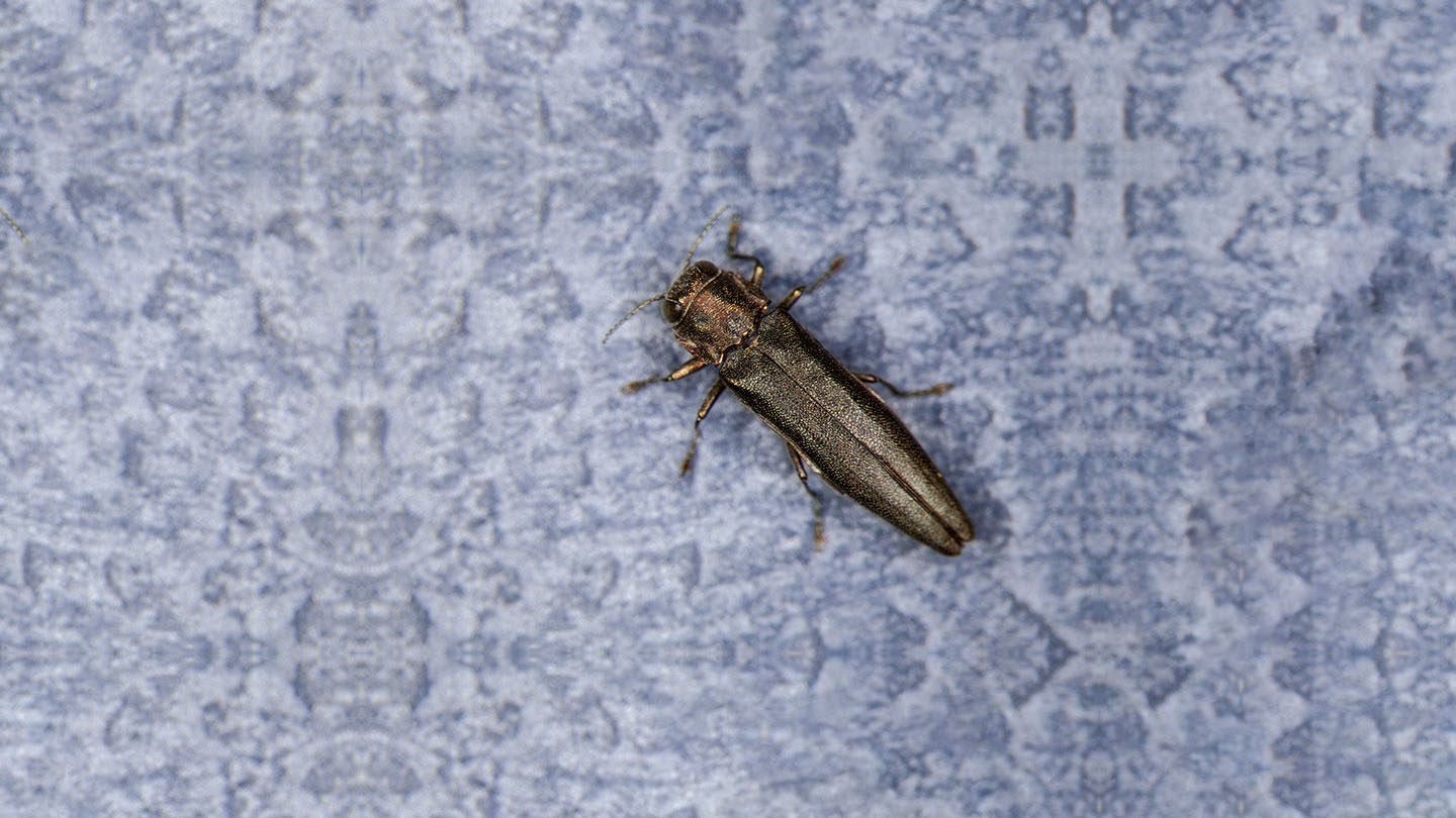 Bronze Birch Borer Tree Pests Woodland Trust