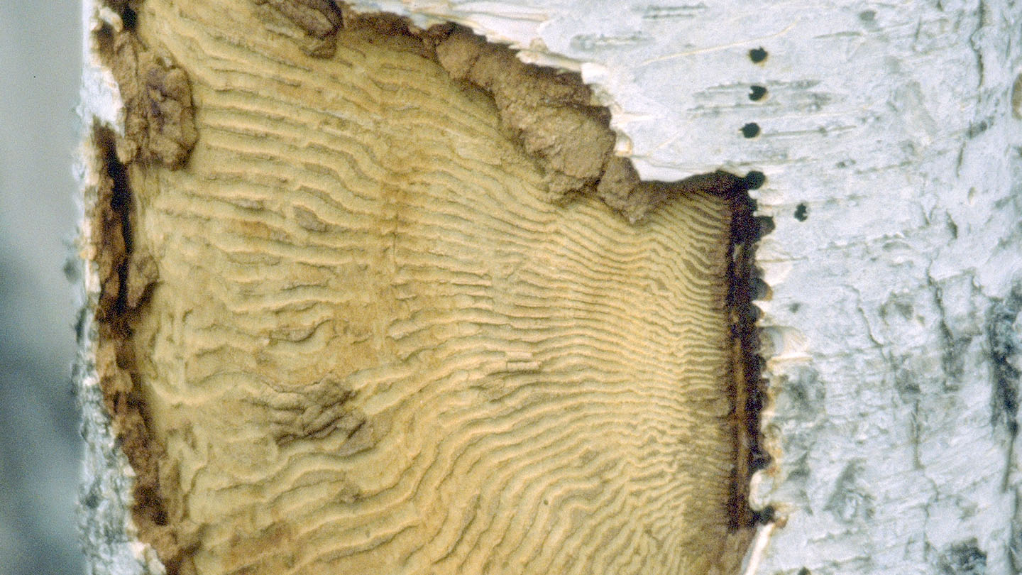 Bronze Birch Borer Tree Pests Woodland Trust