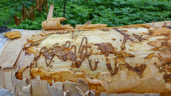 Bronze birch borer galleries in the bark of paper birch