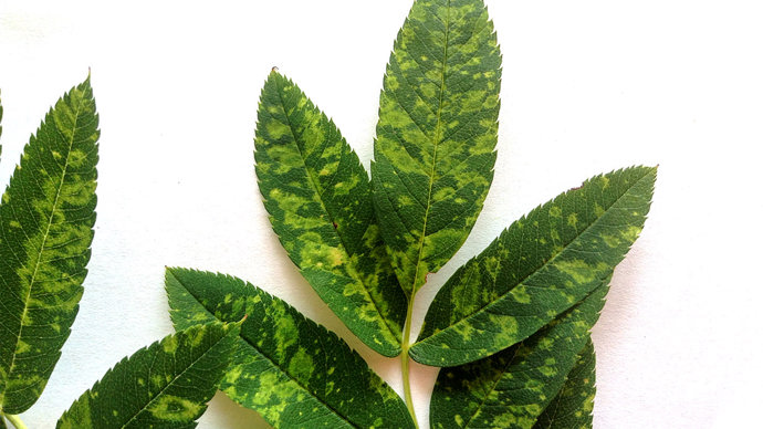 Rowan leaf infected by European mountain ash ringspot associated virus