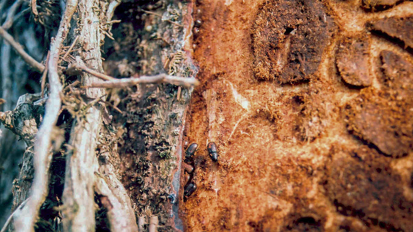 Great Spruce Bark Beetle D Micans Woodland Trust