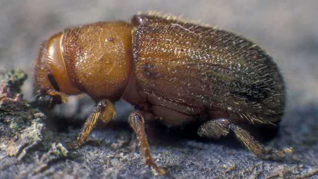 Great Spruce Bark Beetle D Micans Woodland Trust Great Spruce Bark Beetle D Micans Woodland Trust