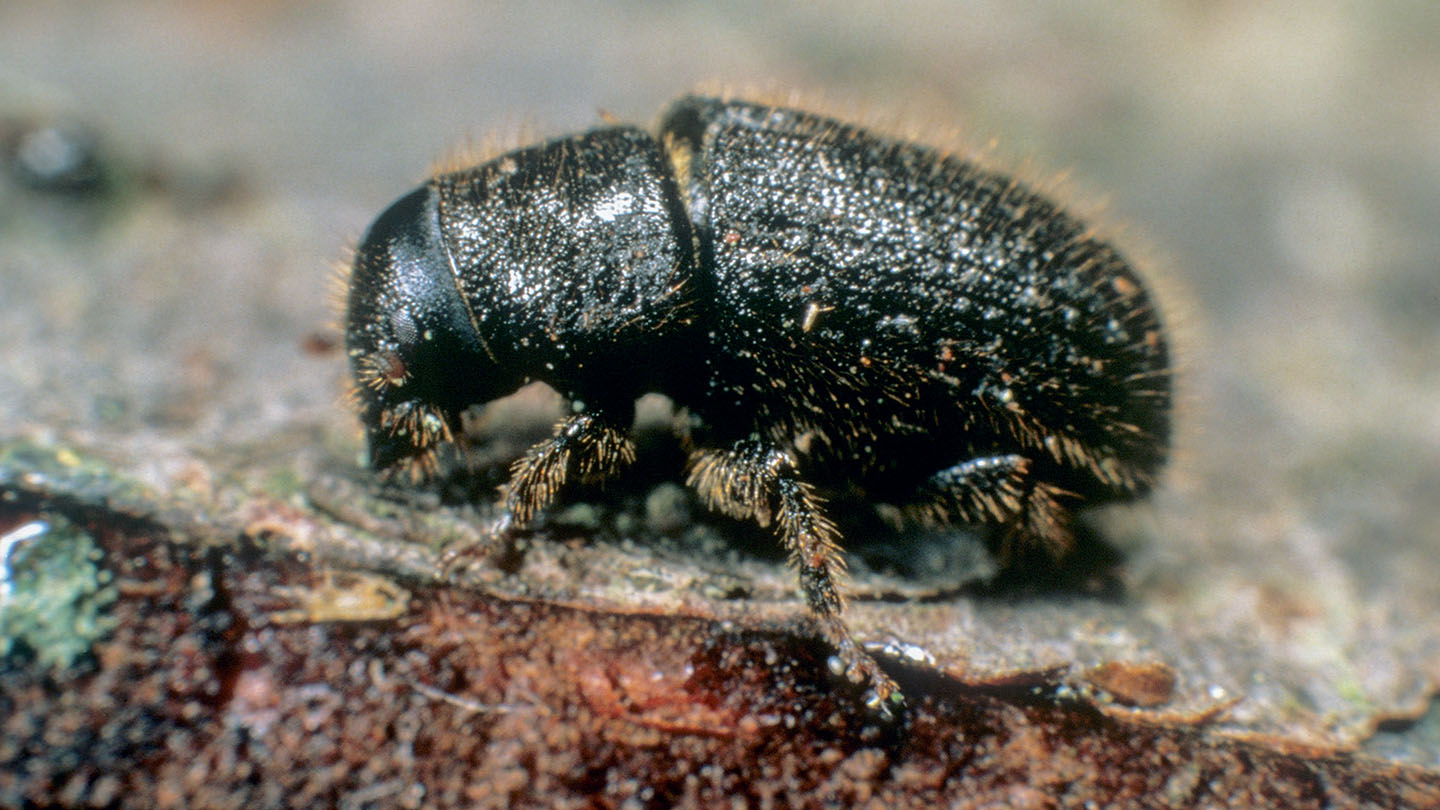 Great Spruce Bark Beetle (D. micans) Woodland Trust