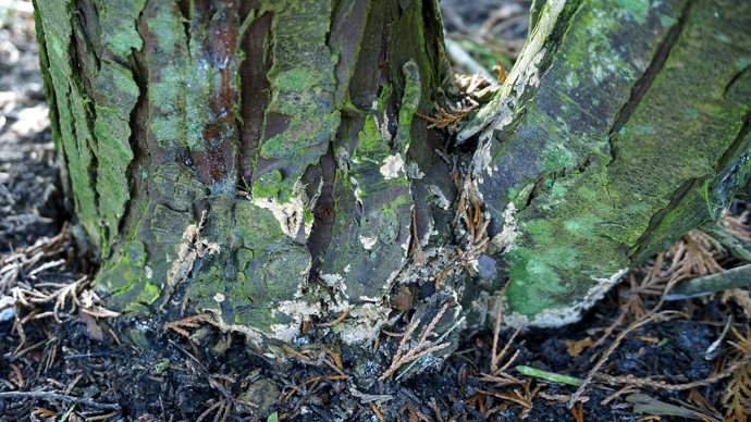 Phytophthora Lateralis lesions at the base of Lawson cypress tree