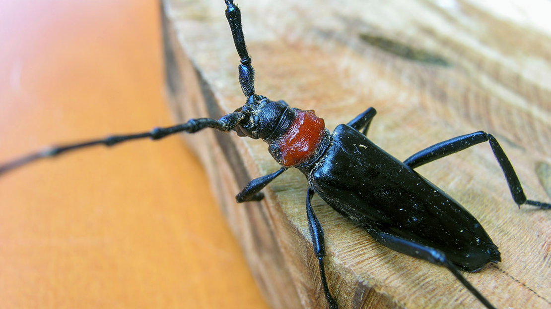 Tatuirovka qilingan soqolli shahvoniy yigitlar Qisqa porno videolarda uxlab yotgan ayollarning kammingi tasvirlangan