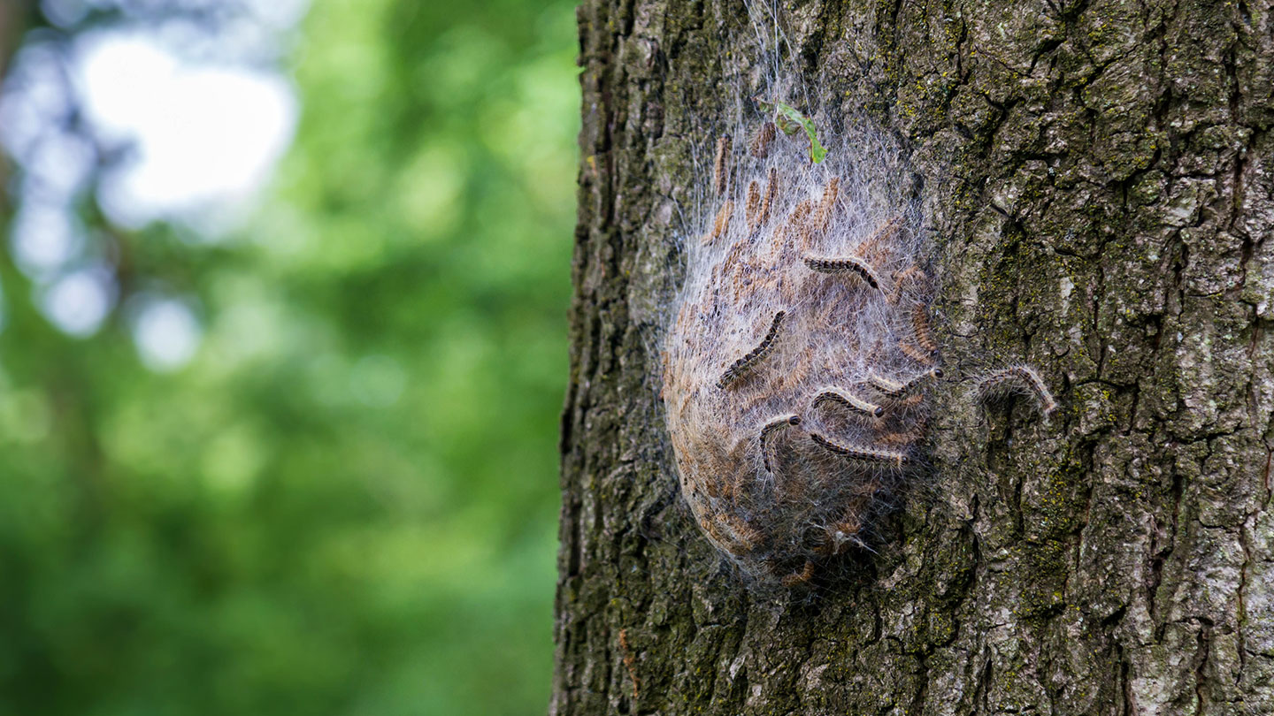 Oak Processionary Moth (T. processionea) Woodland Trust