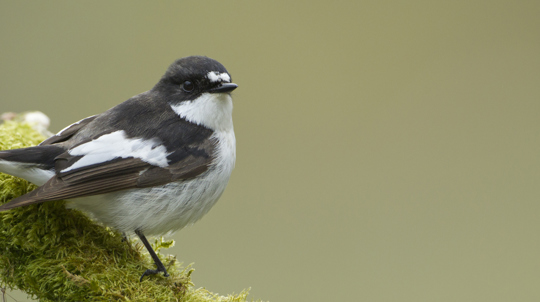 Male pied flycatcher perched on mossy branch