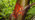 Bright orangy brown chestnut blight lesion on the young smooth bark of a Sweet chestnut tree