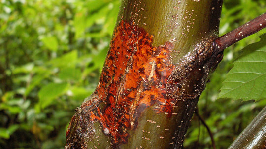 Bright orangy brown chestnut blight lesion on the young smooth bark of a Sweet chestnut tree