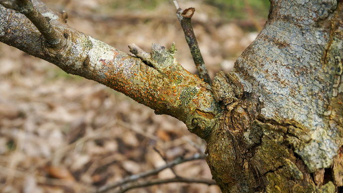 Orange Fruiting Bodies On The Surface Of A Sweet Chestnut Blight Canker