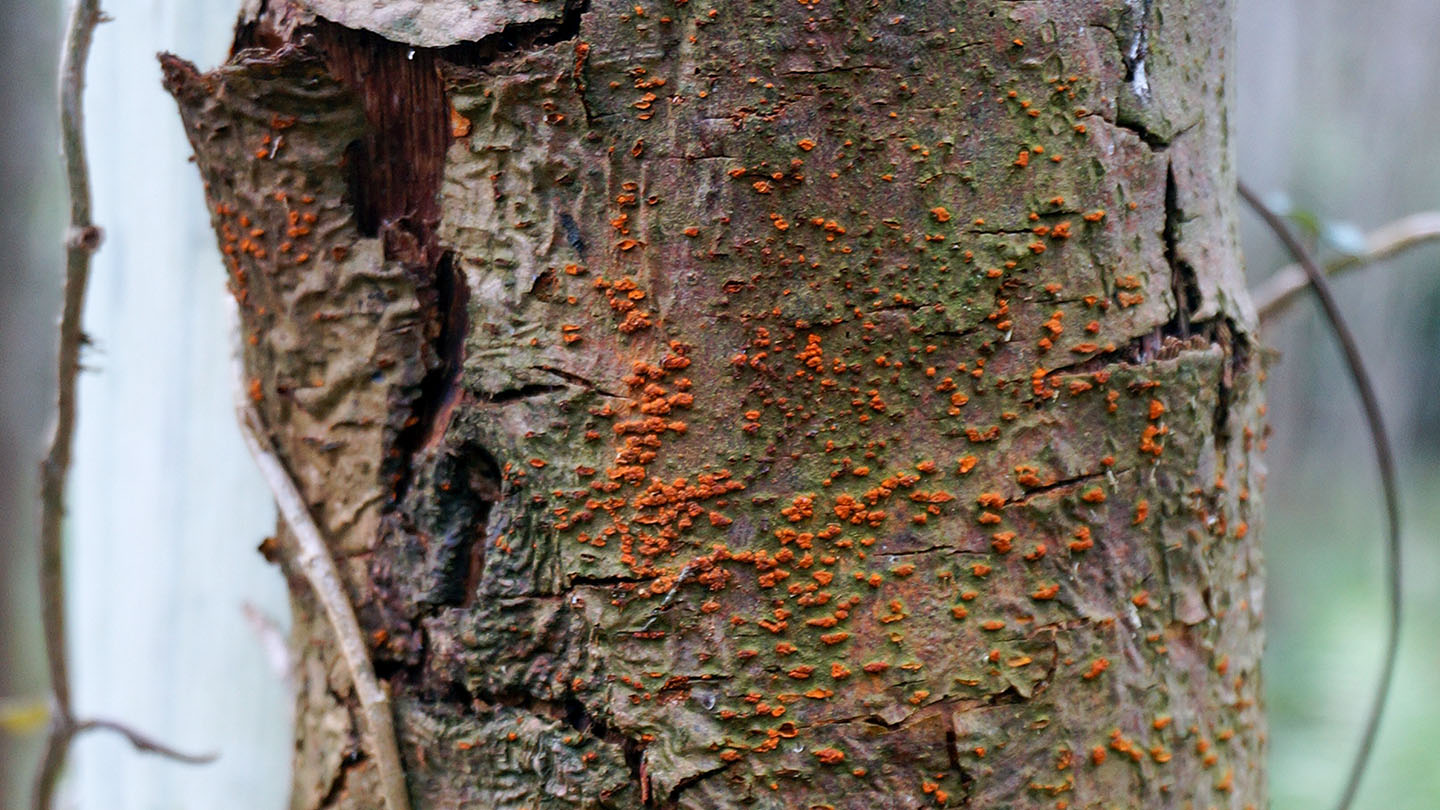 chestnut blight treatment chestnut blight treatment