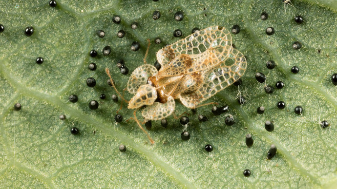An oak lace bug on a leaf with eggs
