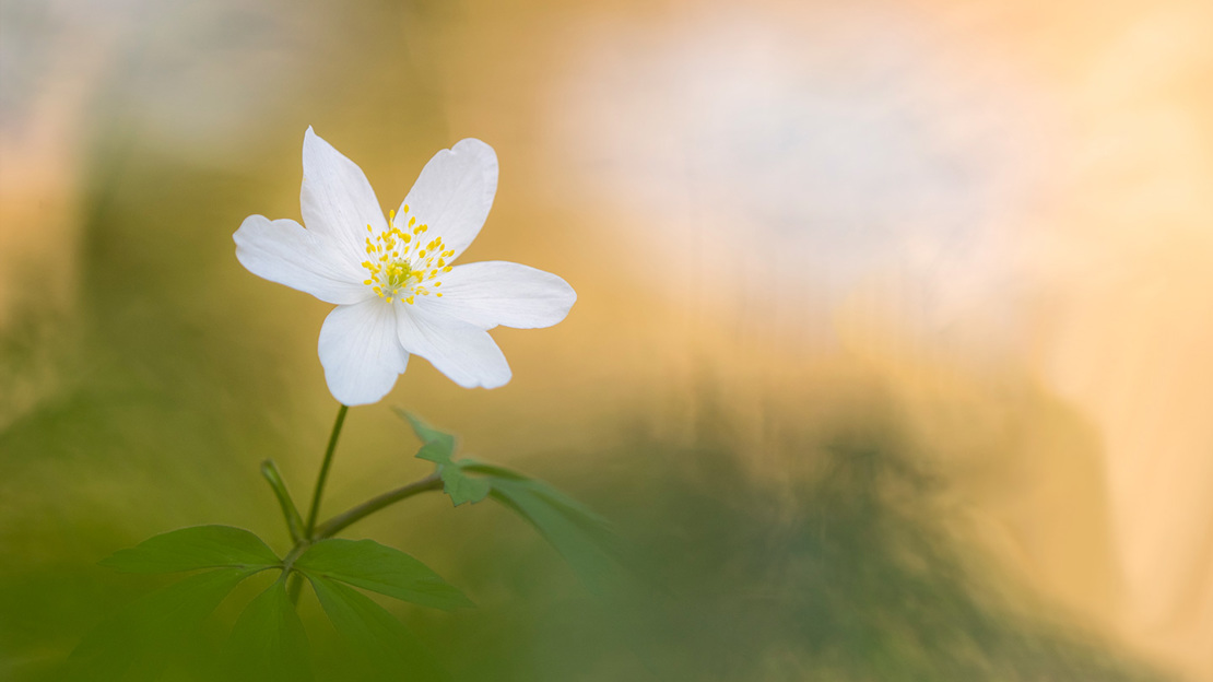 Wood Anemone Flower