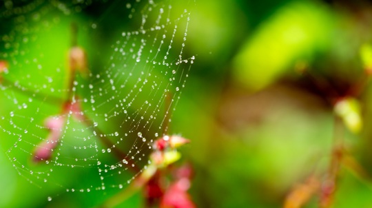 Spider web