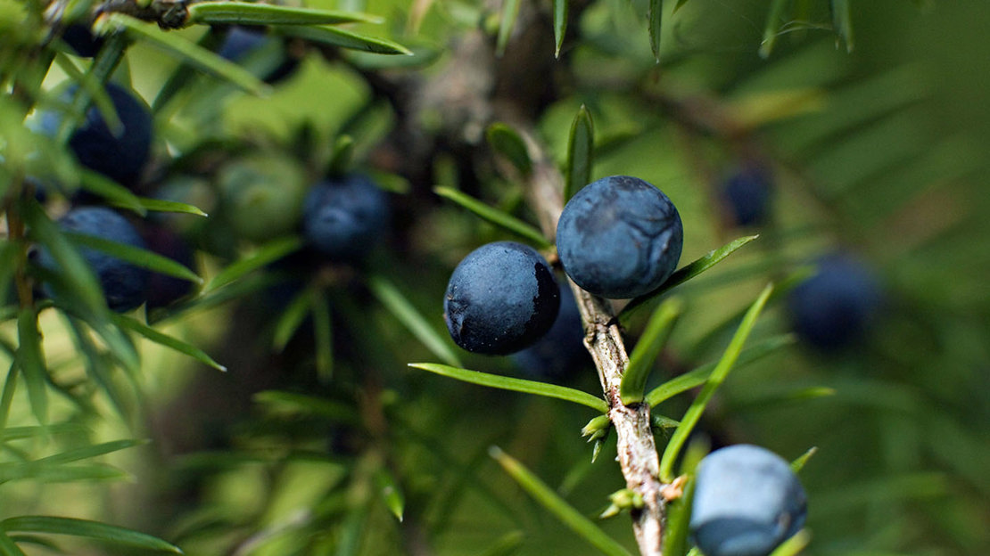 Juniper berries close-up