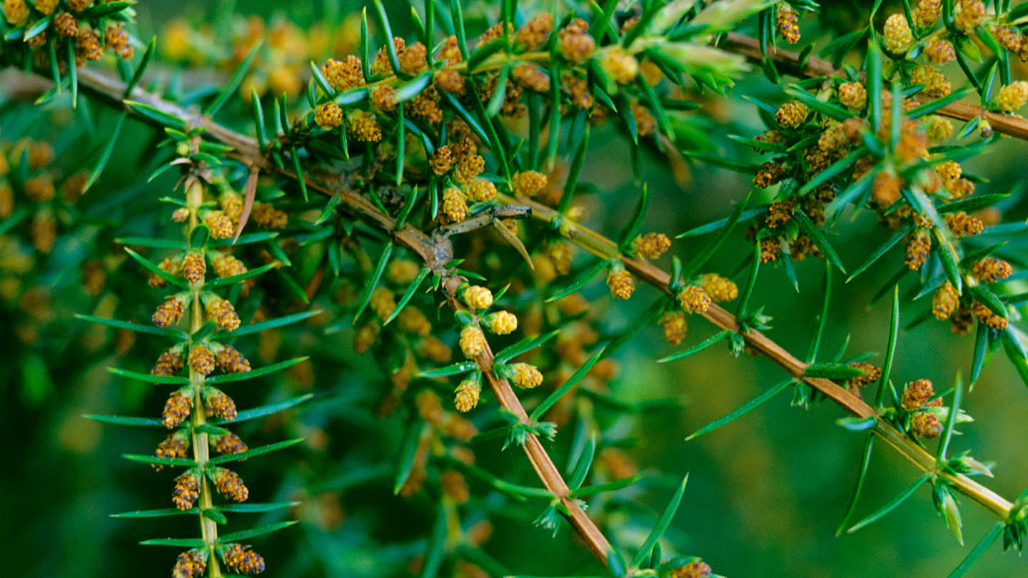Juniper (Juniperus communis) British Trees Woodland Trust