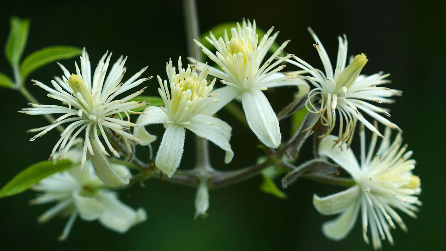 Traveller's Joy (Clematis vitalba) Woodland Trust
