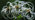 Very fluffy traveller's joy flowers against dark background