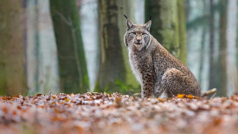 Lynx (Lynx lynx) - British Mammals - Woodland Trust
