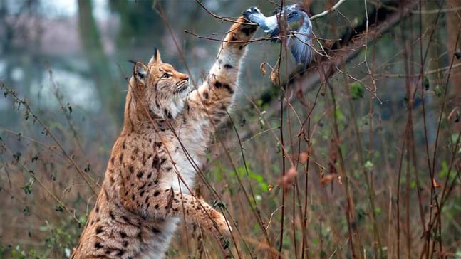 Lynx (Lynx lynx) - British Mammals - Woodland Trust