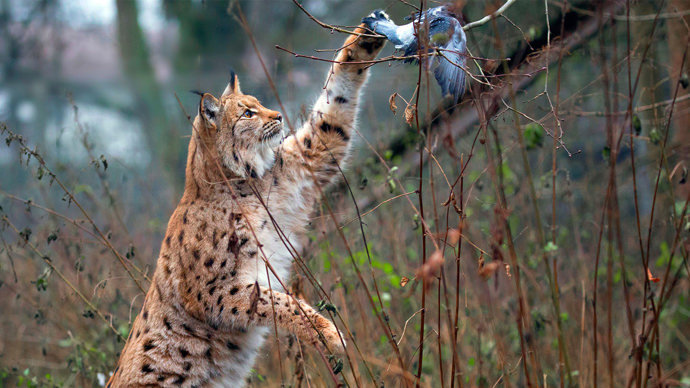 Lynx catches dove.