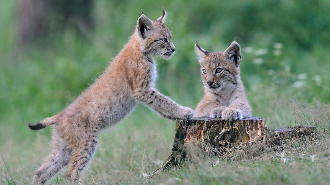 Lynx kittens.