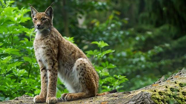 Lynx (Lynx lynx) - British Mammals - Woodland Trust