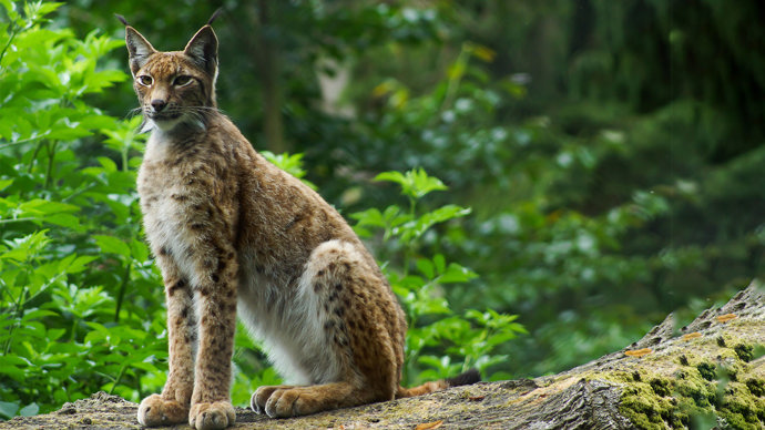 Eurasian lynx sitting in woodland.