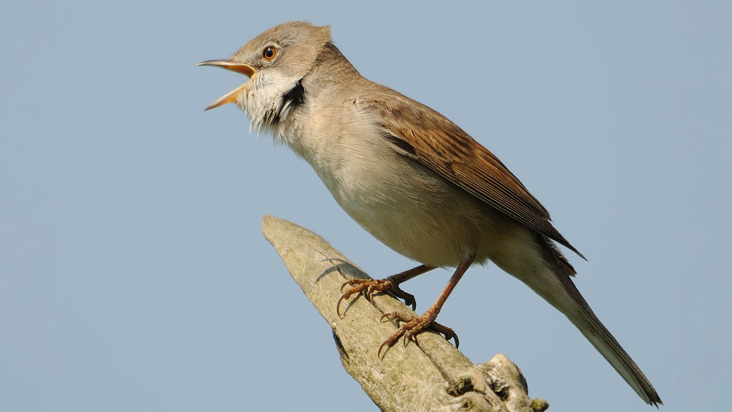 Whitethroat Sylvia communis - British Birds - Woodland Trust