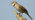 Whitethroat singing.