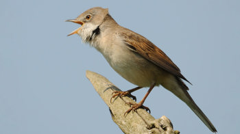 Whitethroat singing. Whitethroat singing.