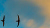 Swifts in flight.