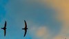 Swifts in flight.
