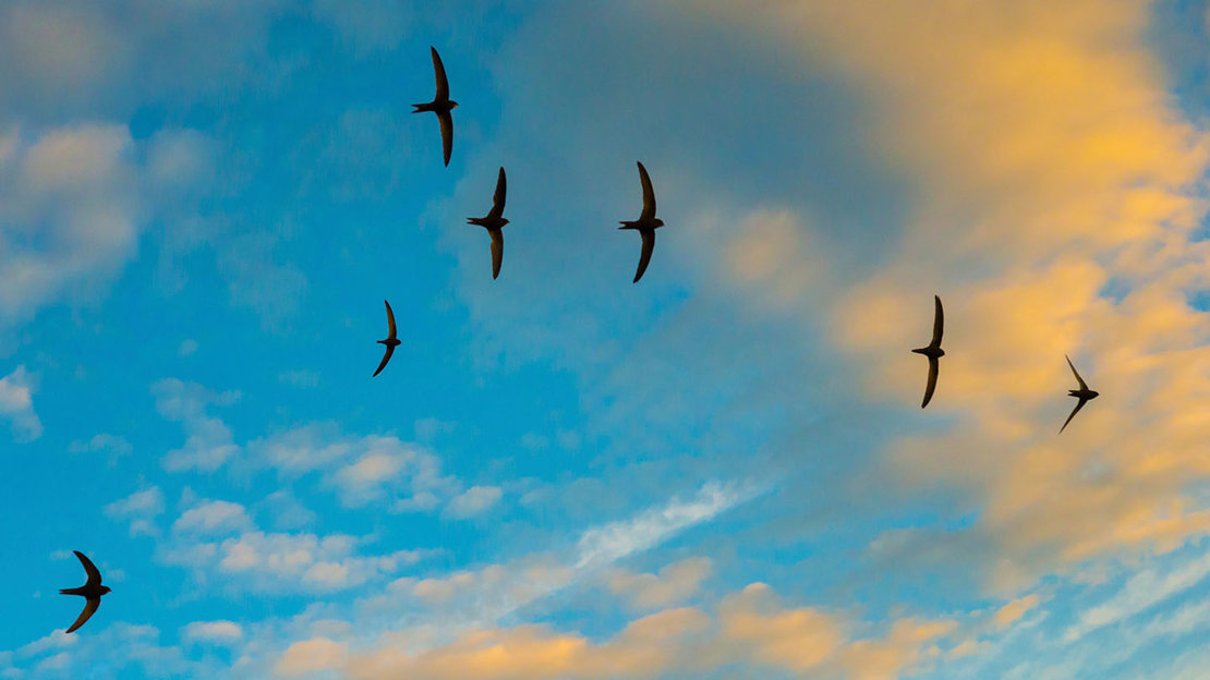 Swift In Flight Outline Swifts, Swallows and Martins: Easy ID Guide - Woodland Trust