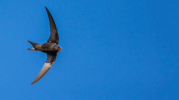 Swift flying. Swift flying.